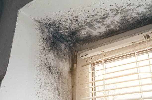Affordable Mold Cleanup solutions in Arlington Heights, IL
